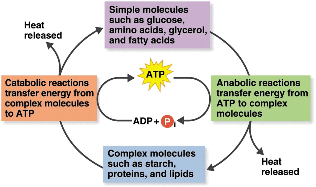 Life Processes: Nutrition & Metabolism | Science Class 10