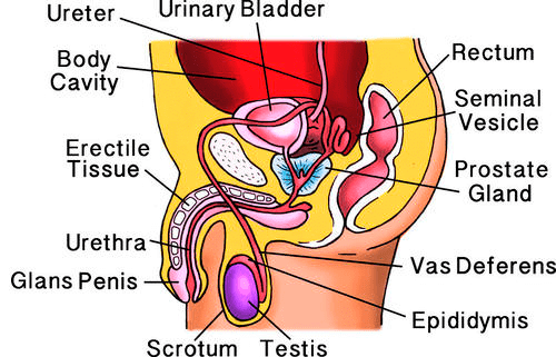 Male Reproductive System