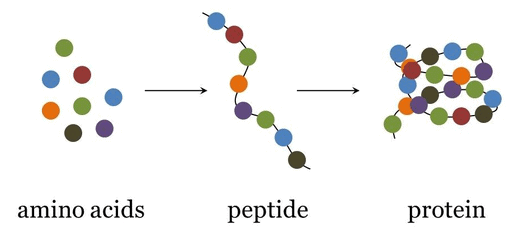 The Living World Class 11 Notes Biology Chapter 1