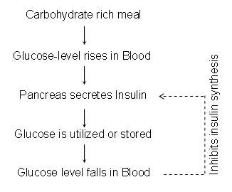 Fig: Feedback Control of Blood Glucose Level