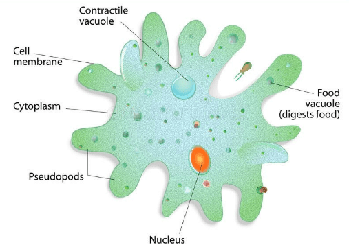 Amoeba Proteus