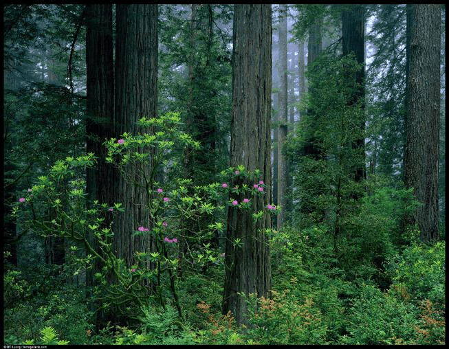 Important Questions : Natural Vegetation and Wildlife, Class 9, SST