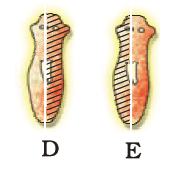 NCERT Exemplar: How do Organisms Reproduce? | Science Class 10