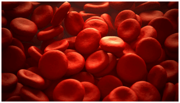 NCERT Solutions Class 11 Biology Chapter 18 - Body Fluids and Circulation
