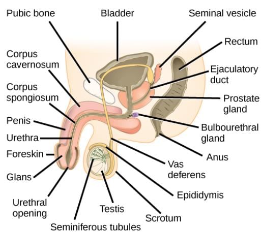 NCERT Exemplar: Human Reproduction | Biology Class 12 - NEET