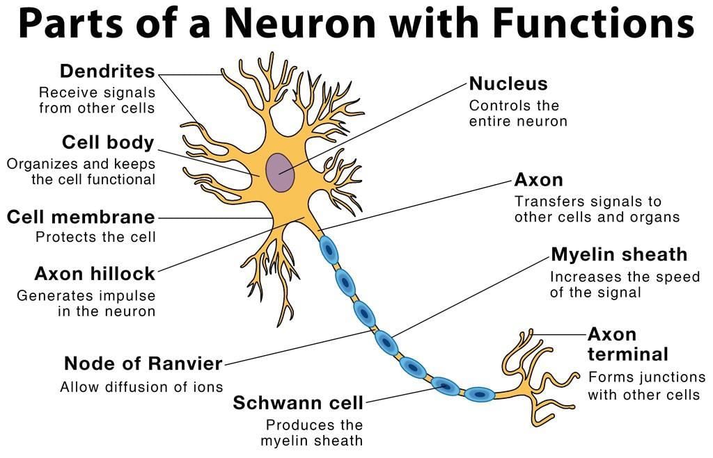 NCERT Summary: Summary of Biology- 2 | Science & Technology for UPSC CSE