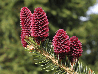 Gymnosperms