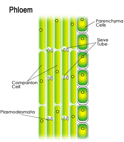Chapter 6 - Tissue - Class 9
