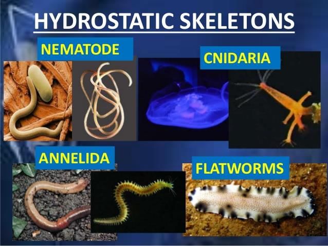 NCERT Summary: Summary of Biology- 2 | Science & Technology for UPSC CSE