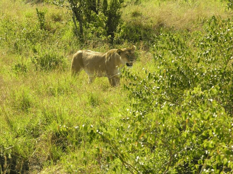 Cheetah: Carnivore