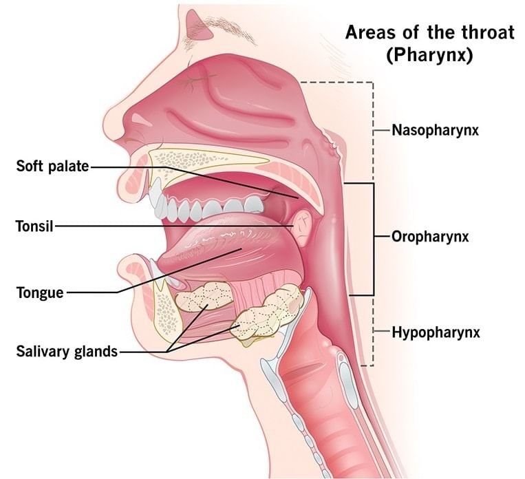 Pharynx