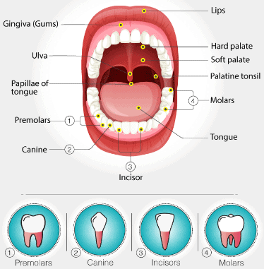 Various types of teeth