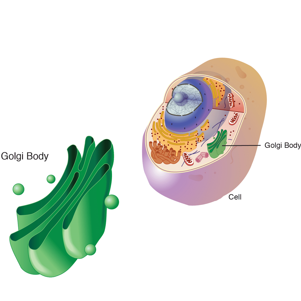 Important Diagrams: Cell - The Unit of Life | Biology Class 11 - NEET
