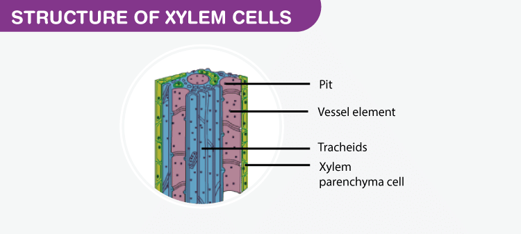 Chapter 6 - Tissue - Class 9