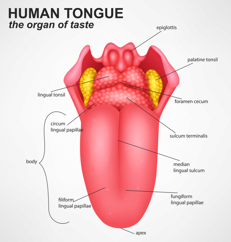 Different Parts of the Buccal Cavity