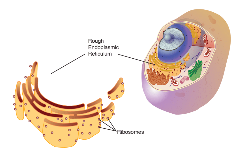 Endoplasmic Reticulum | Additional Study Material for NEET