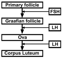 NCERT Exemplar: Human Reproduction | Biology Class 12 - NEET