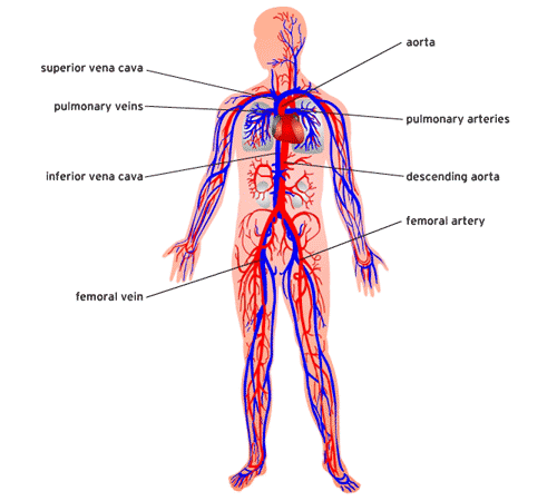 Transportation in Human Beings: Circulatory System & The Human Heart | Science Class 10