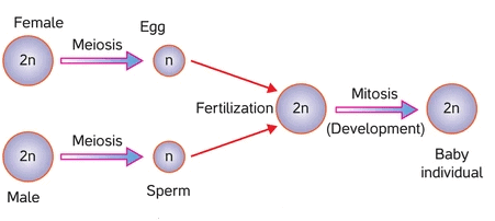 Sexual Reproduction