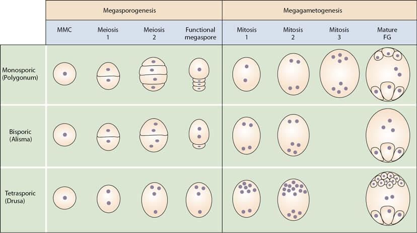 Monosporic, Bisporic and Tetrasporic Embryo Sac