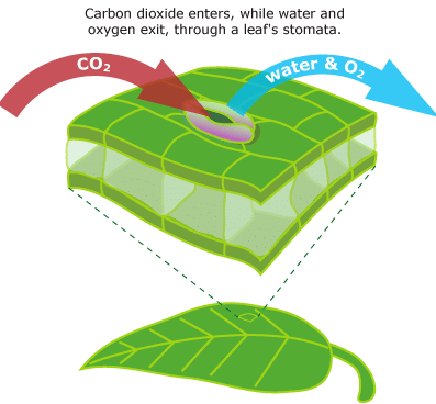 Respiration in Humans & Plants | Science Class 10