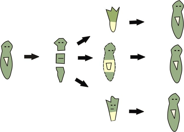 Regeneration in Planaria