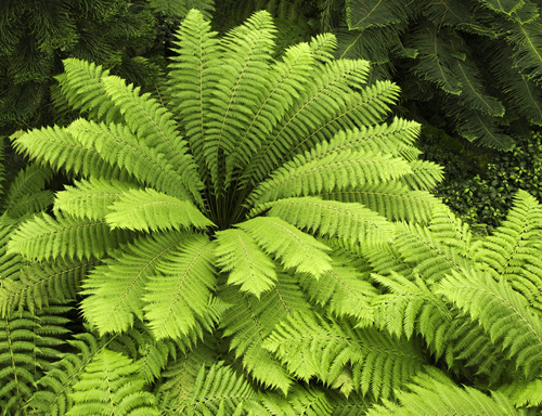 Pteridophyta