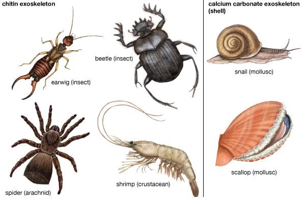 Exoskeletons