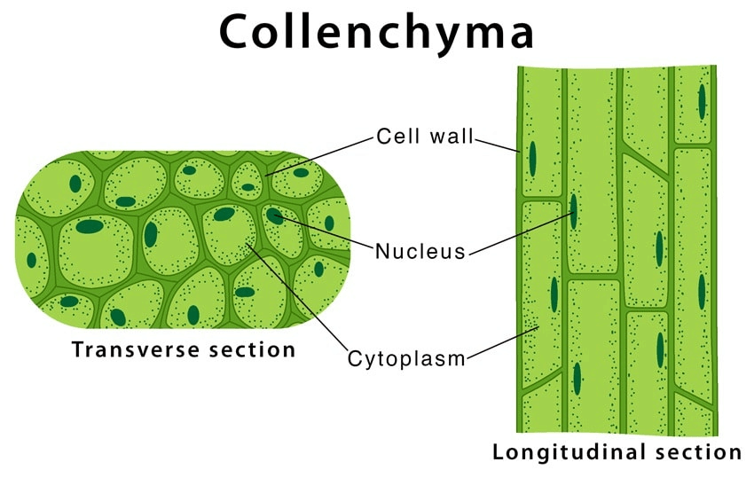 Chapter 6 - Tissue - Class 9