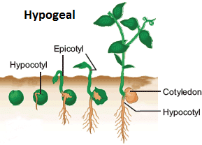 Hypogeal Germination