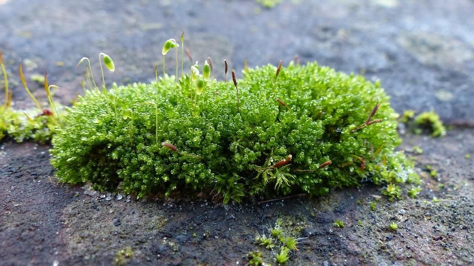 Fig: Lichen