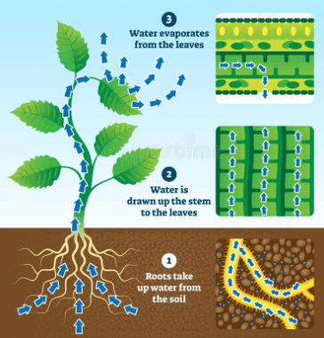 Fig: The mechanism of transpiration