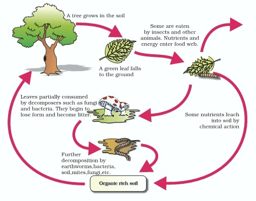 Decomposition cycle in terrestrial ecosystem