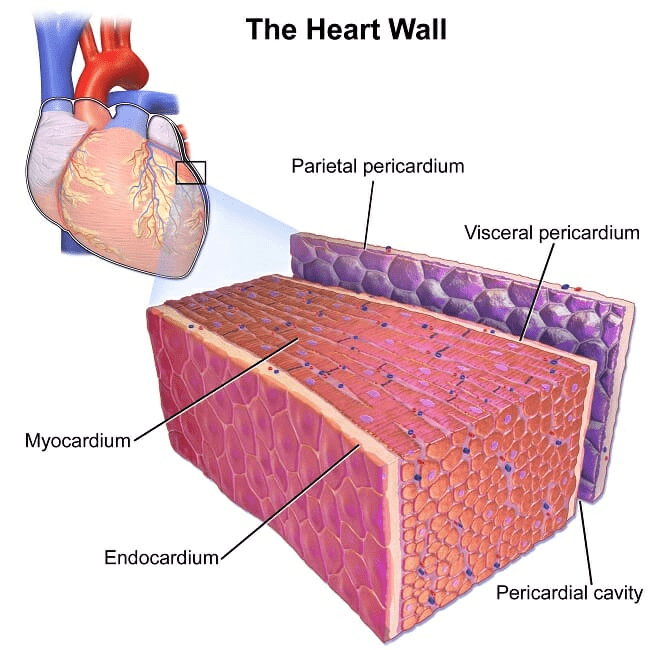 Muscles: Skeletal, Cardiac & Smooth Muscles | Biology Class 11 - NEET