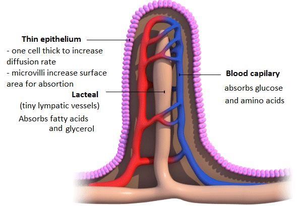 Fig: Longitudinal section of villi
