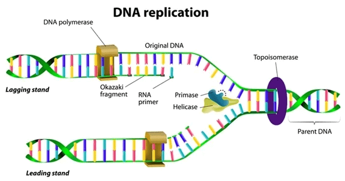 How do organisms Reproduce(Ekansh) NCERT Solutions - Class 10