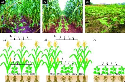Maize-soybean relay cropping