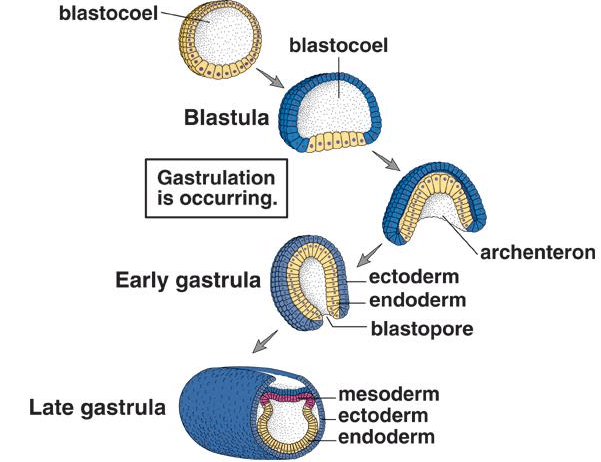 Process of Gastrulation