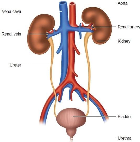 Key Notes: Excretory Products & their Elimination - NEET