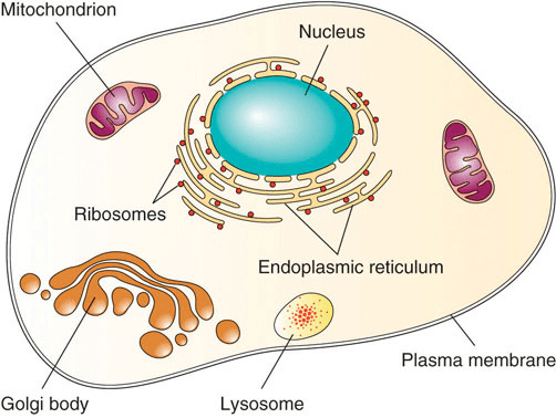 Cell: Basic Unit of life
