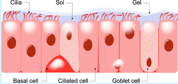 Goblet Cell