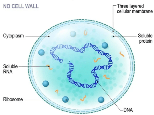 Detailed Summary: Biological Classification | NCERT Exemplar & Revision Notes for NEET