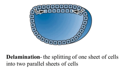 General Properties of Embryonic Development- 2 | Additional Study Material for NEET