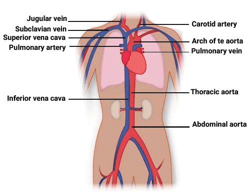 Blood Vessels in Body