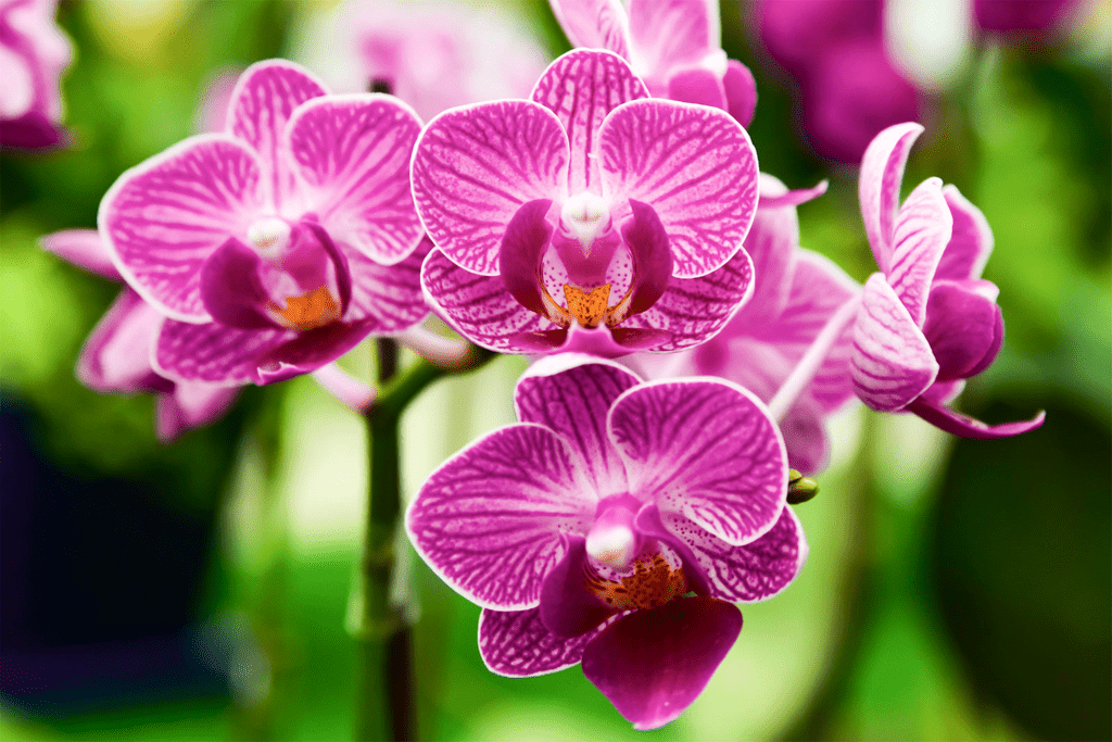 Angiosperms