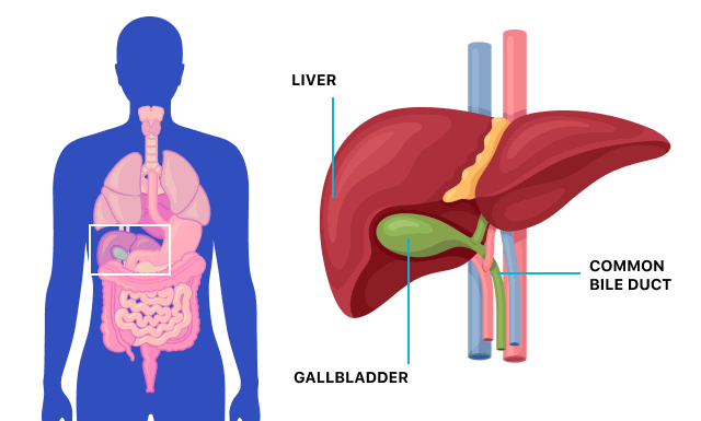 Gall bladder