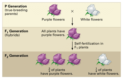 Overview: Heredity | Science Class 10