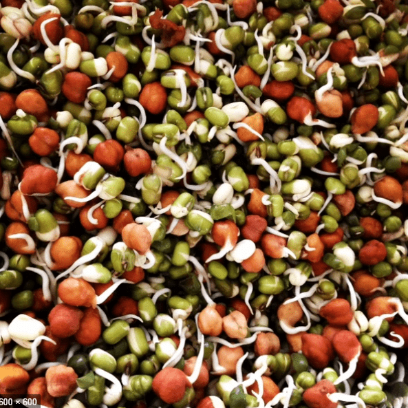 Seeds of Moong or Chana Sprout