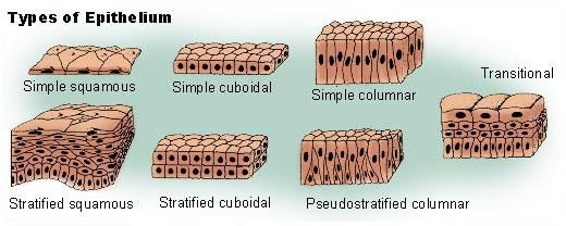 NCERT Summary: Summary of Biology - 1 | Science & Technology for UPSC CSE