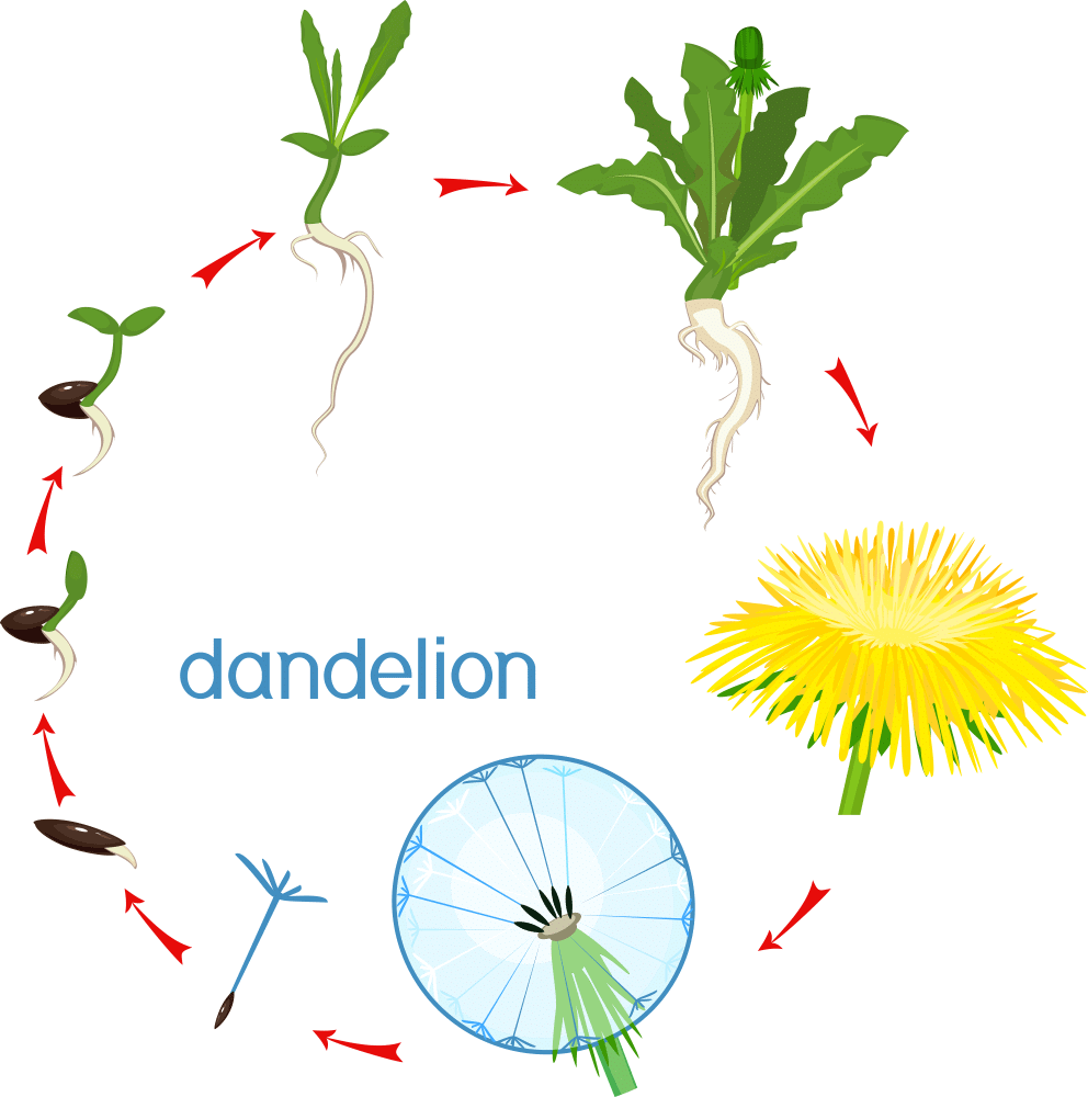 Apomixis: Vegetative Propagation